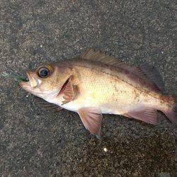 御前崎港でデイメバリング